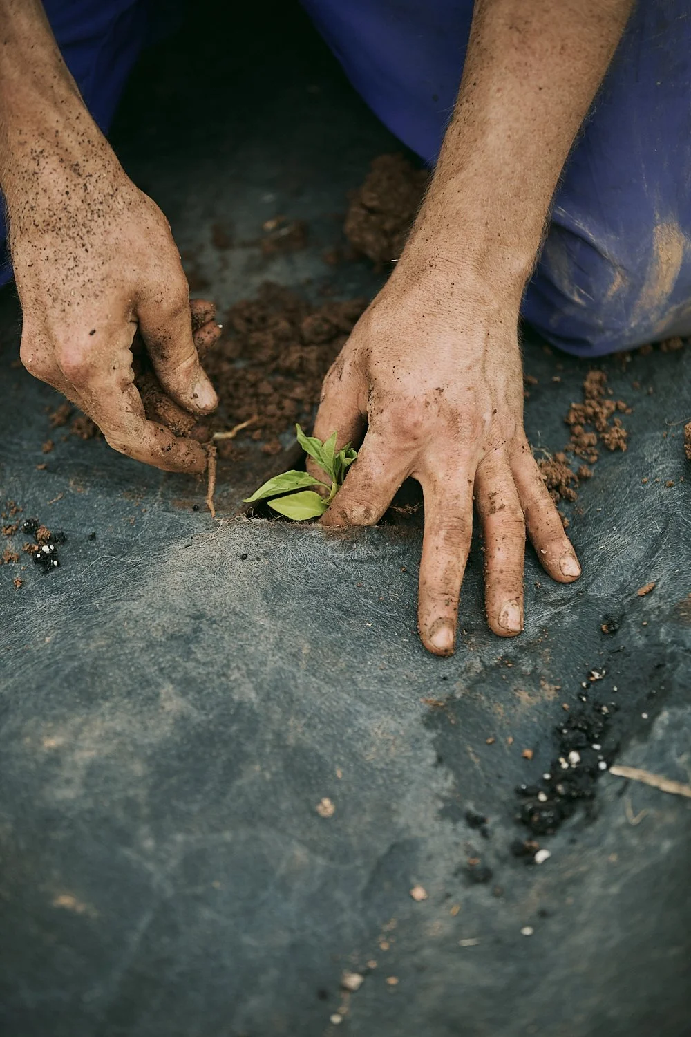 A farmer checks a freshly planted vegetable in a greenhouse at a farm in North Carolina, shot by photographer Ian Mahathey.