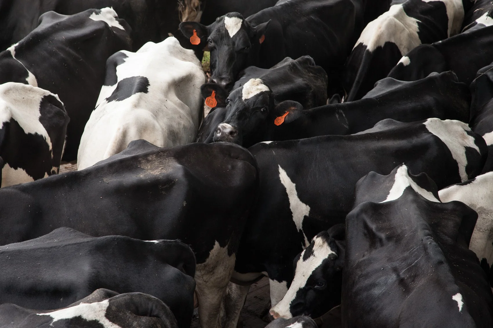 Cows in a group waiting to be milked at a dairy farm in North Carolina, shot by photographer Ian Mahathey