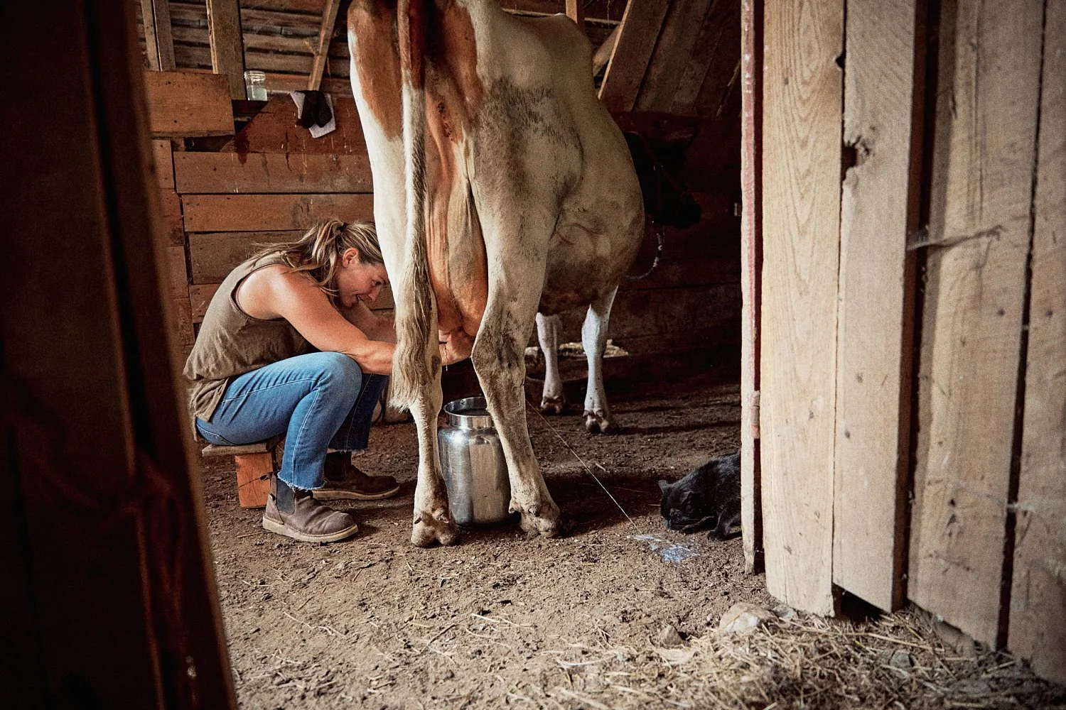 Commercial lifestyle photographer of a woman milking a dairy cow and giving some milk to a barn cat on a farm in Virginia, shot by photographer Ian Mahathey.