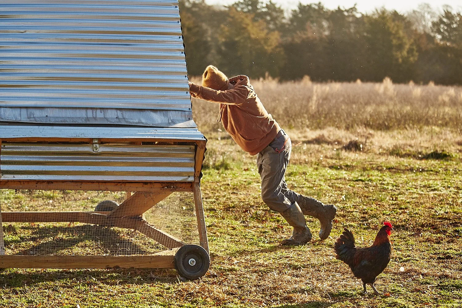 Lifestyle commercial photograph of a teenage farmer wearing Carhartt and Muck Boots pushing a chicken coop on a farm in South Carolina, shot by photographer Ian Mahathey.