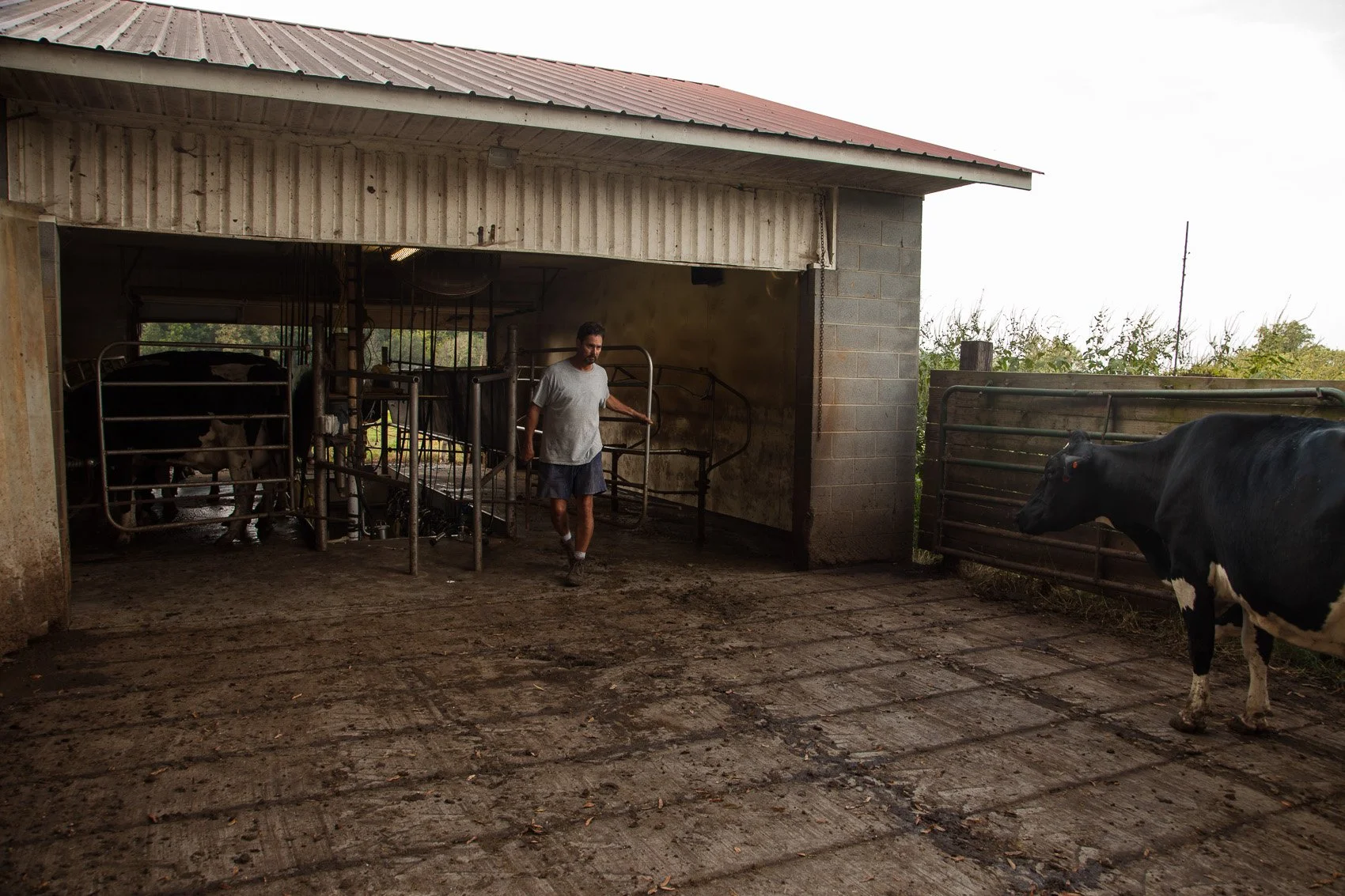 A farmer at a dairy farm in north carolina opens a gate to let cows into the milking area, shot by photographer Ian Mahathey.
