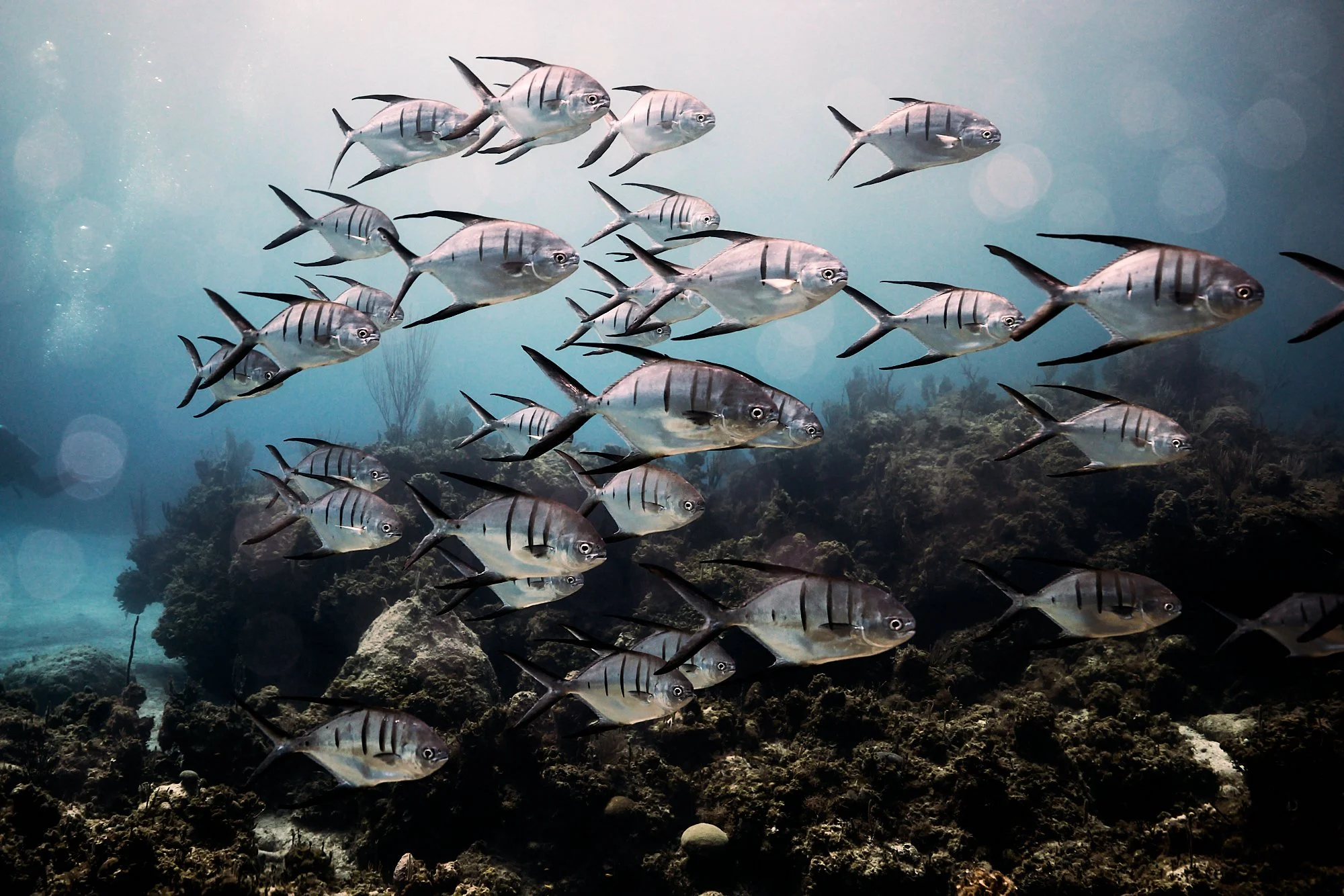 05.22.26_BAHAMAS_DIVE_1778 1.jpg