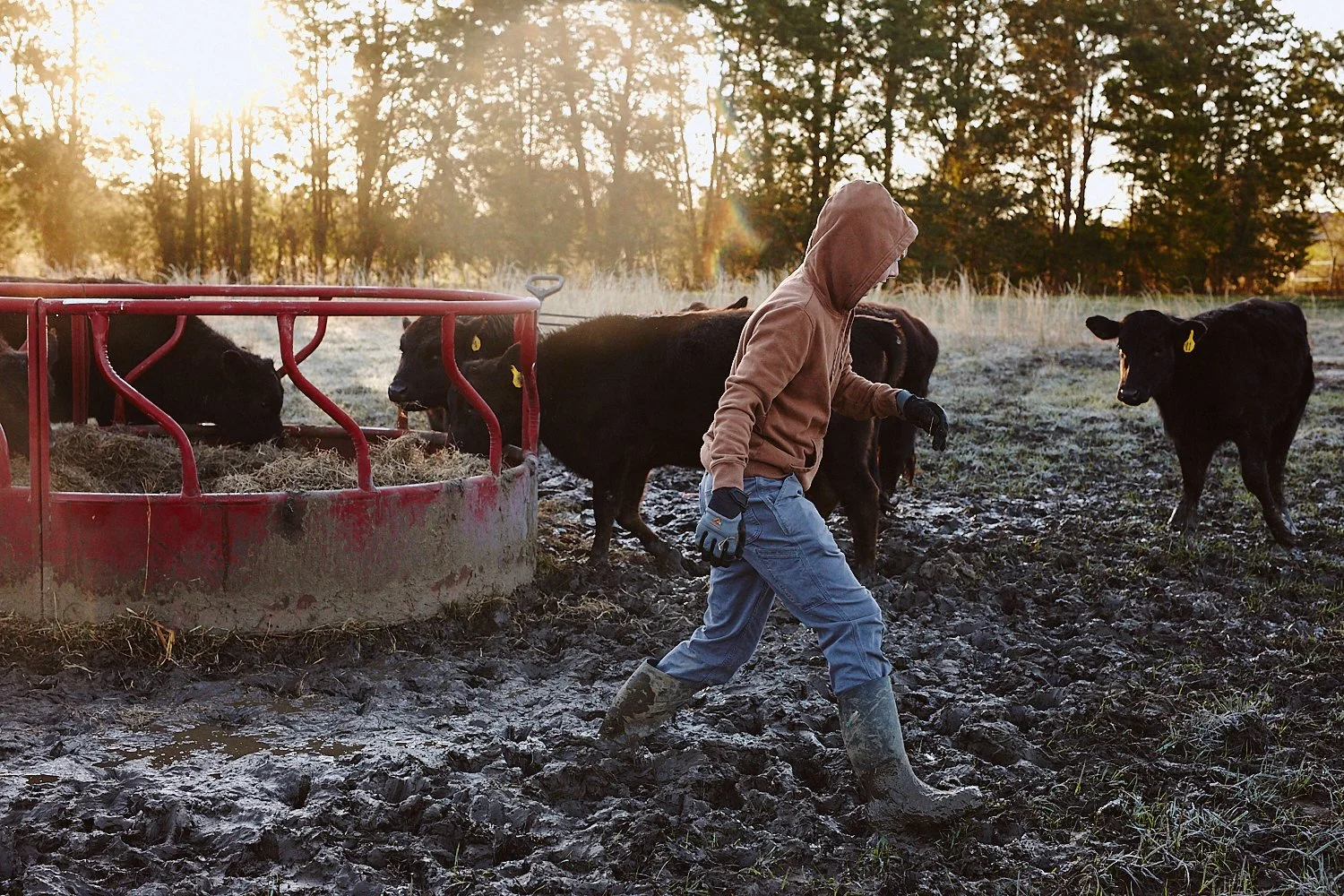 A teenage farmer walks through a field after putting out har for cattle on a farm in North Carolina, shot by photographer Ian Mahathey.