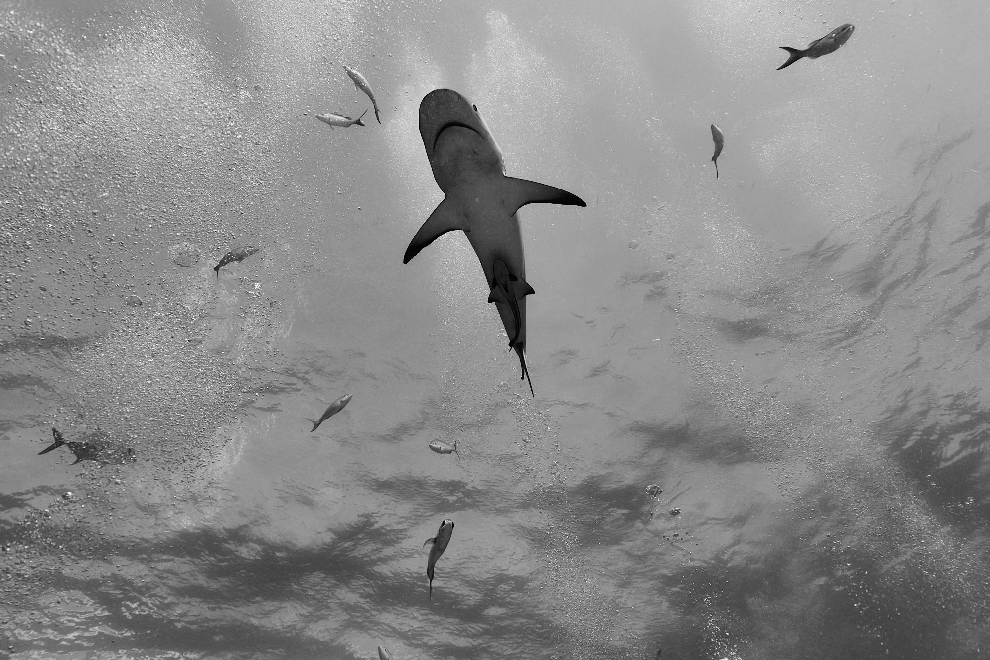 05.22.26_BAHAMAS_DIVE_1608.jpg