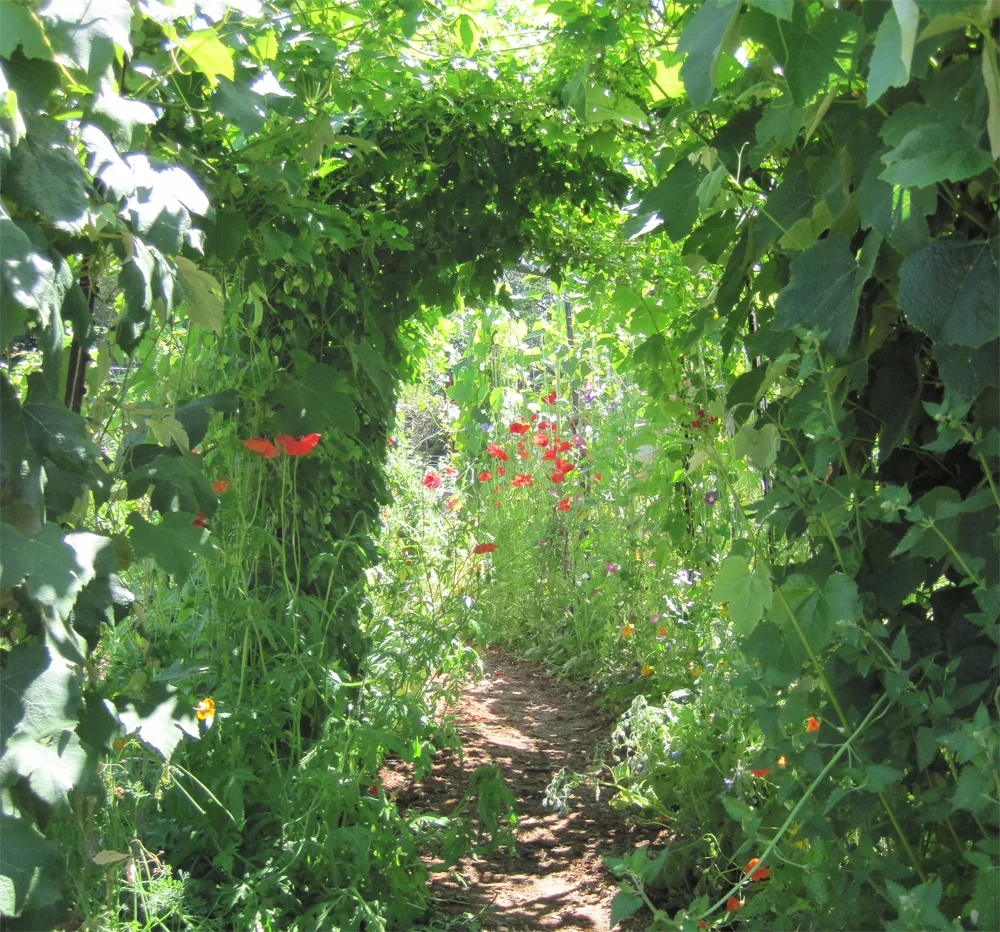 wildflour bakery garden, freestone
