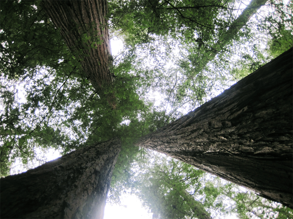 armstrong redwoods state park, guerneville