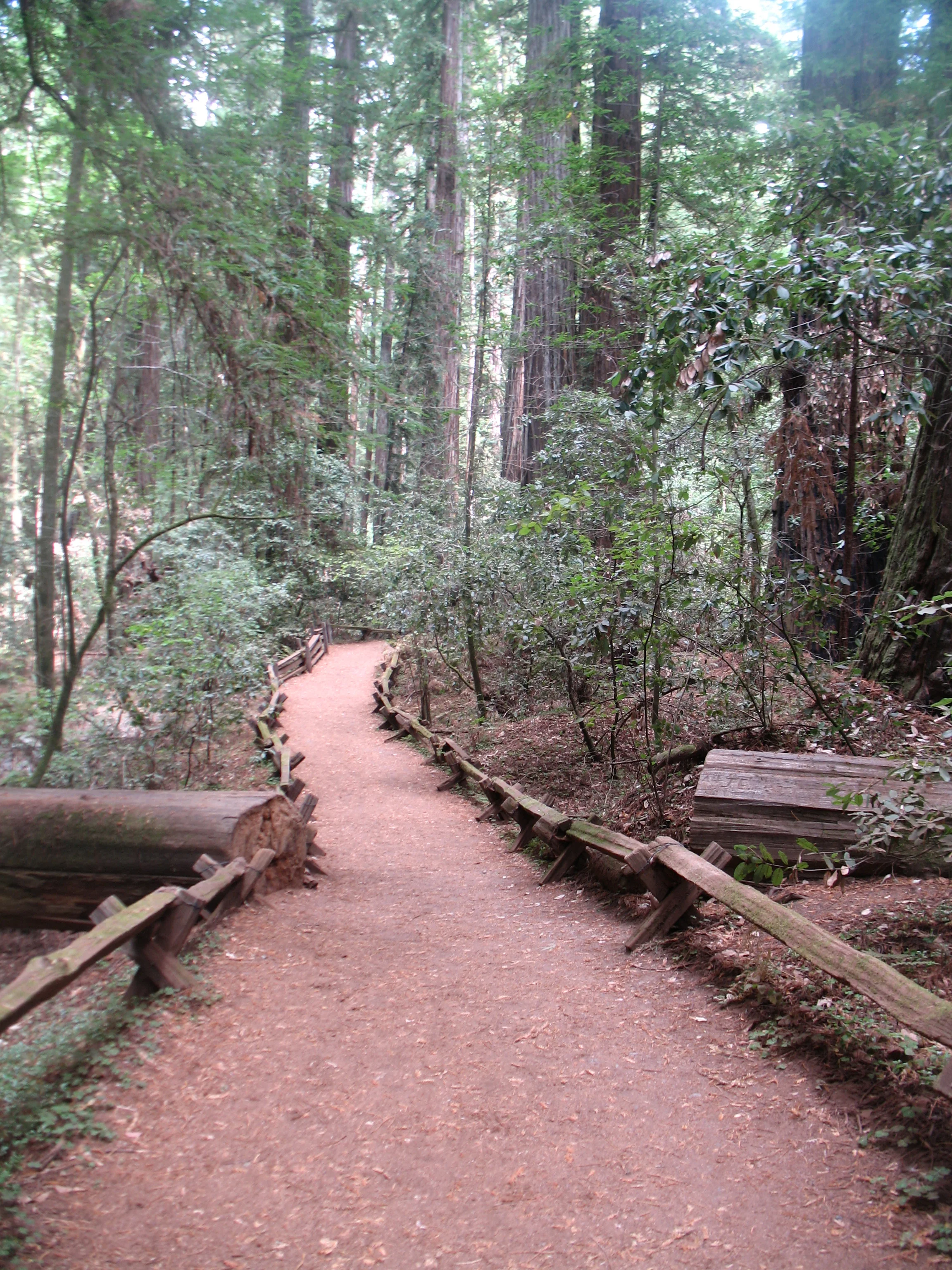 armstrong redwoods state park