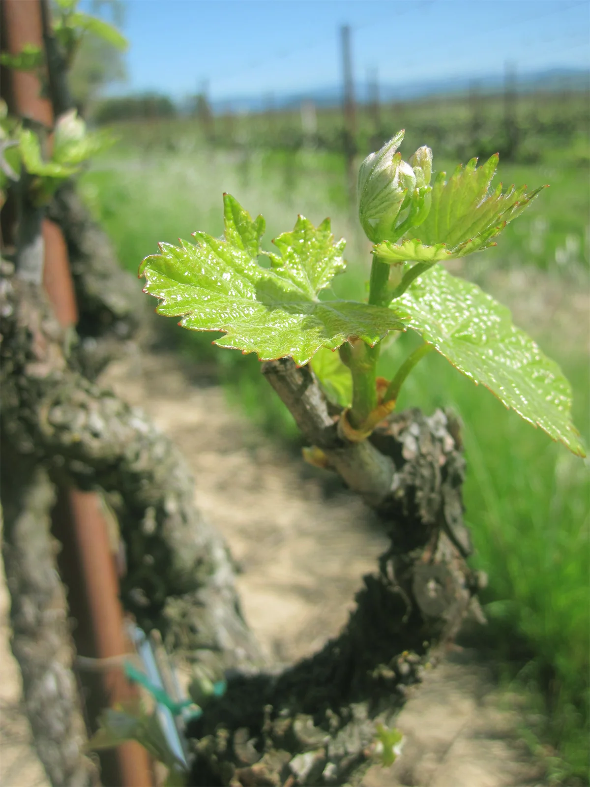 bud break