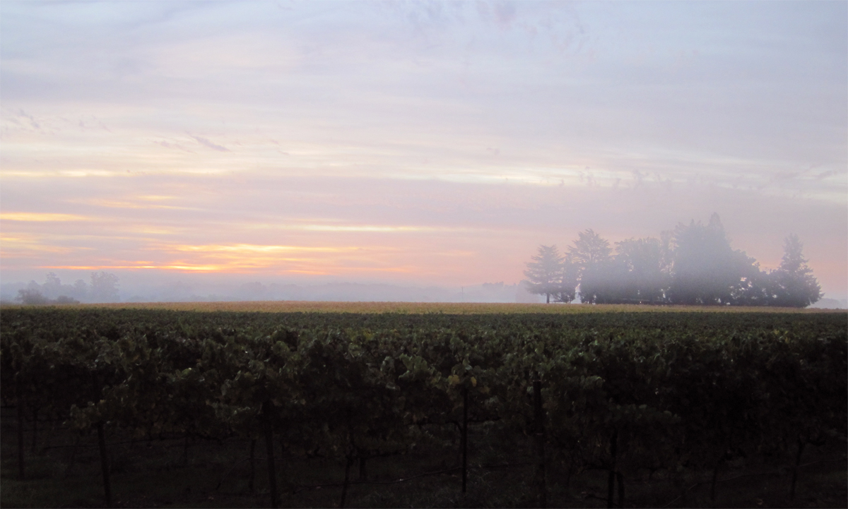 harvest dawn