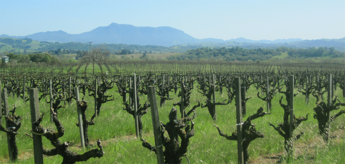 dormant vines