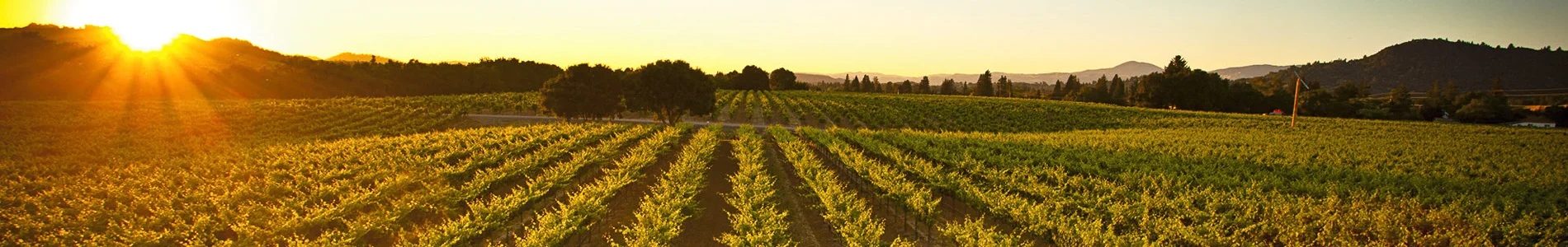 foppiano vineyards