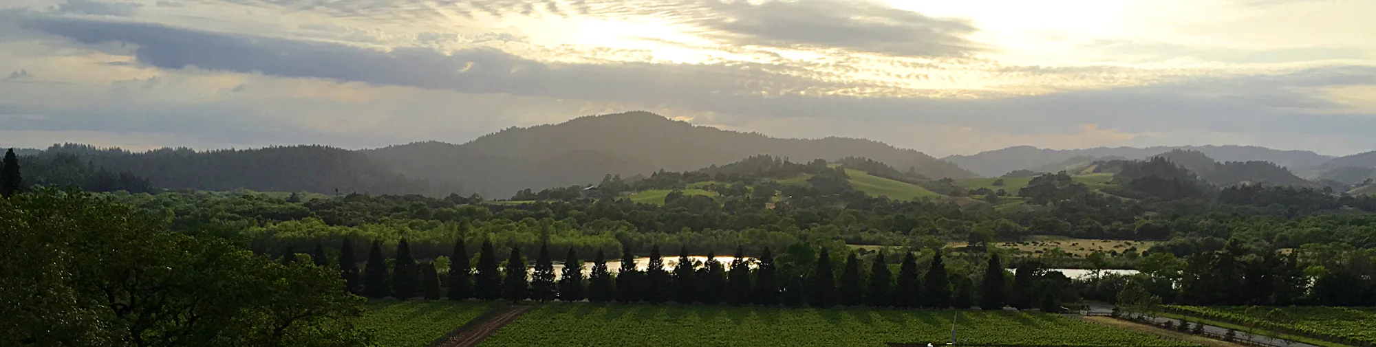 moshin vineyards