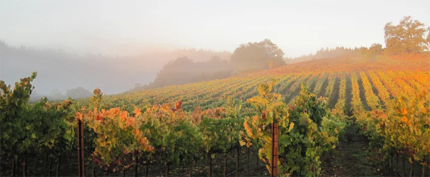 porter creek vineyards