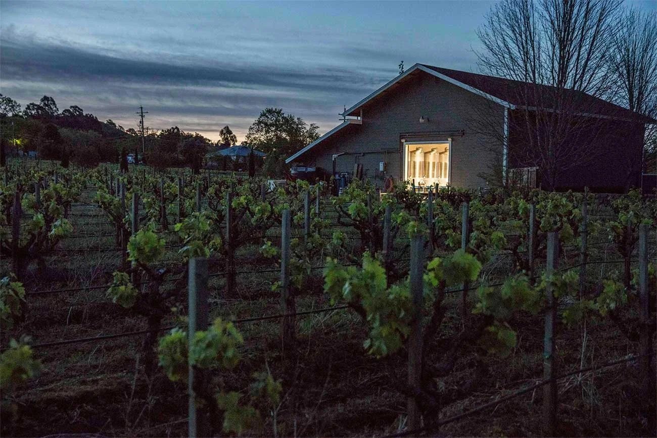 limerick lane cellars