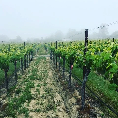 thomas george estates
