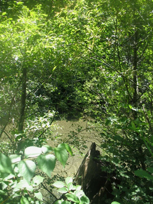 austin creek, cazadero