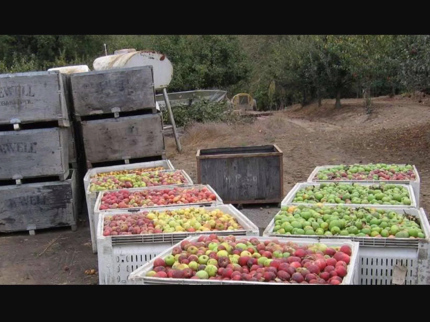 walker apples