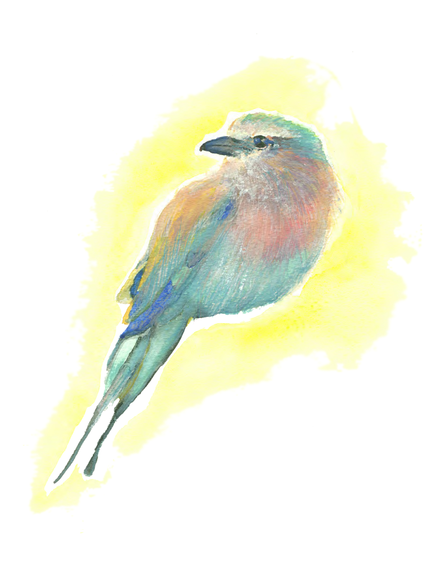 Lilac-breasted roller - Watercolor & Gouache - 2015