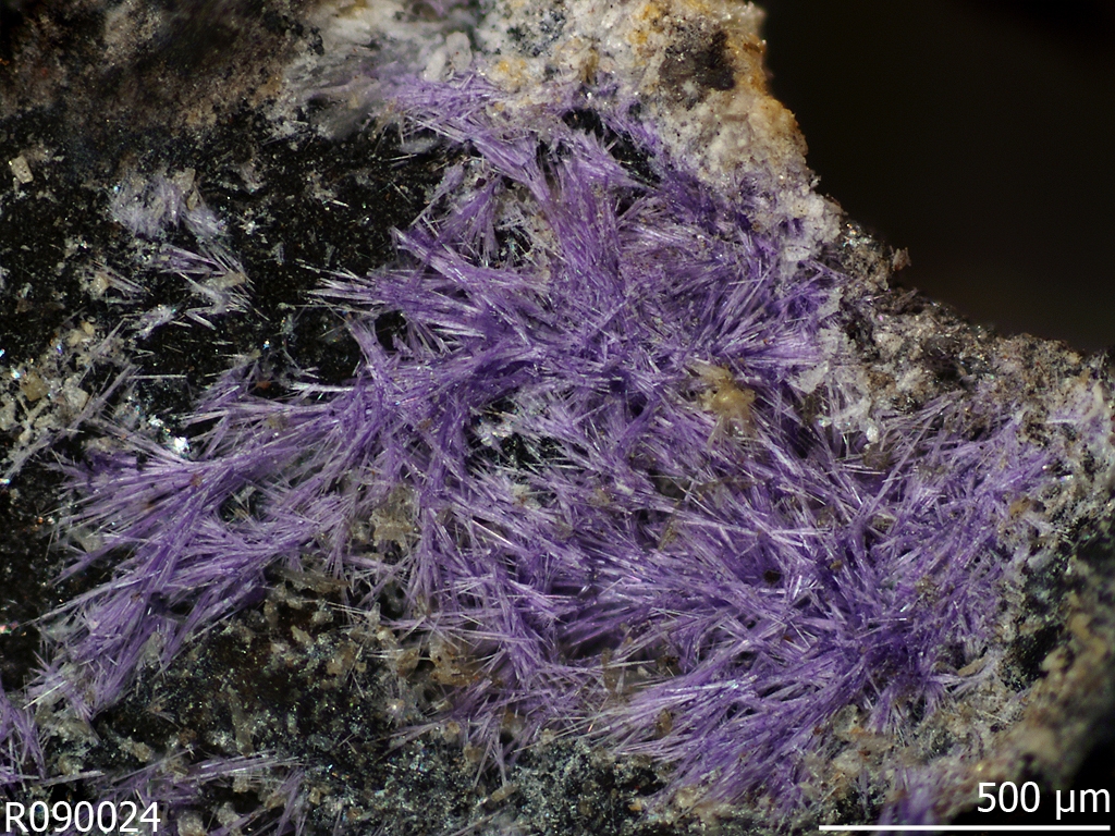 Elyite xls. John Innes Coll.