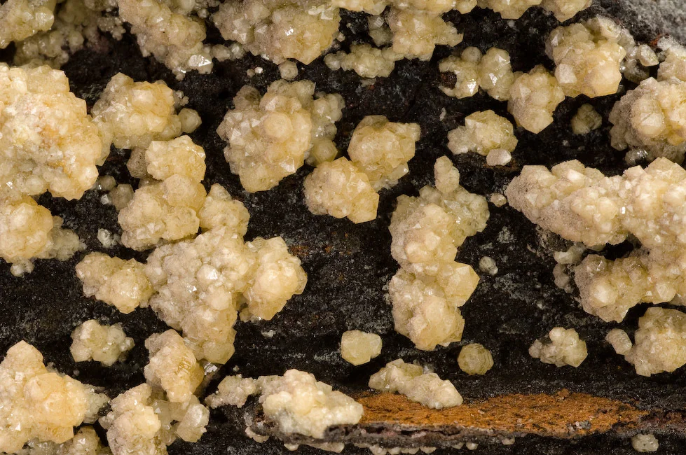 Hedyphane xls.