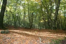 Bosco-Bracciano.jpg