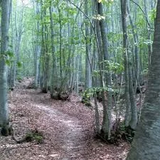 Faggeta-oriolo.jpg