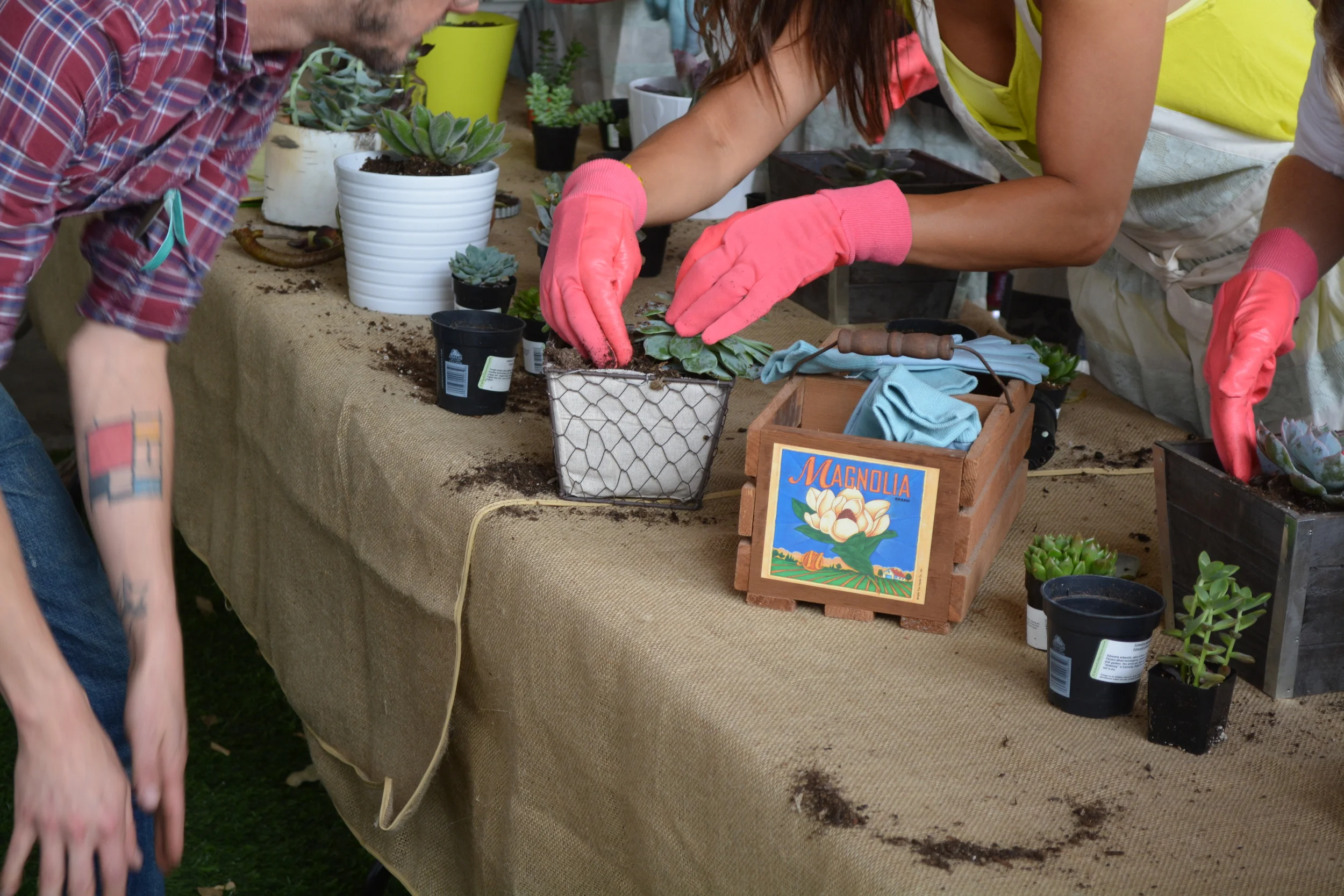 Sustainability Session - Working with Succulents