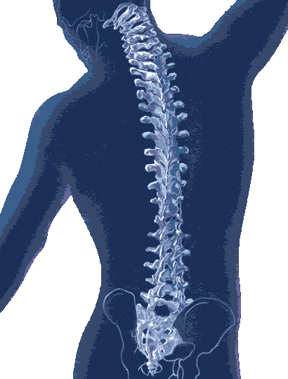 chiropractic1.gif