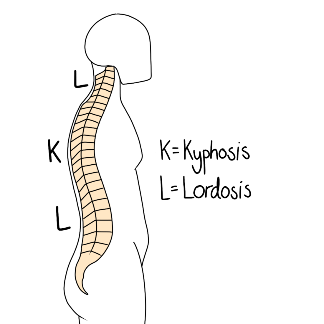 Posture Basics: Kyphosis and Lordosis
