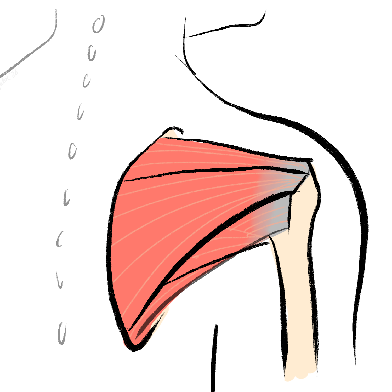 Rotator Cuff Injuries