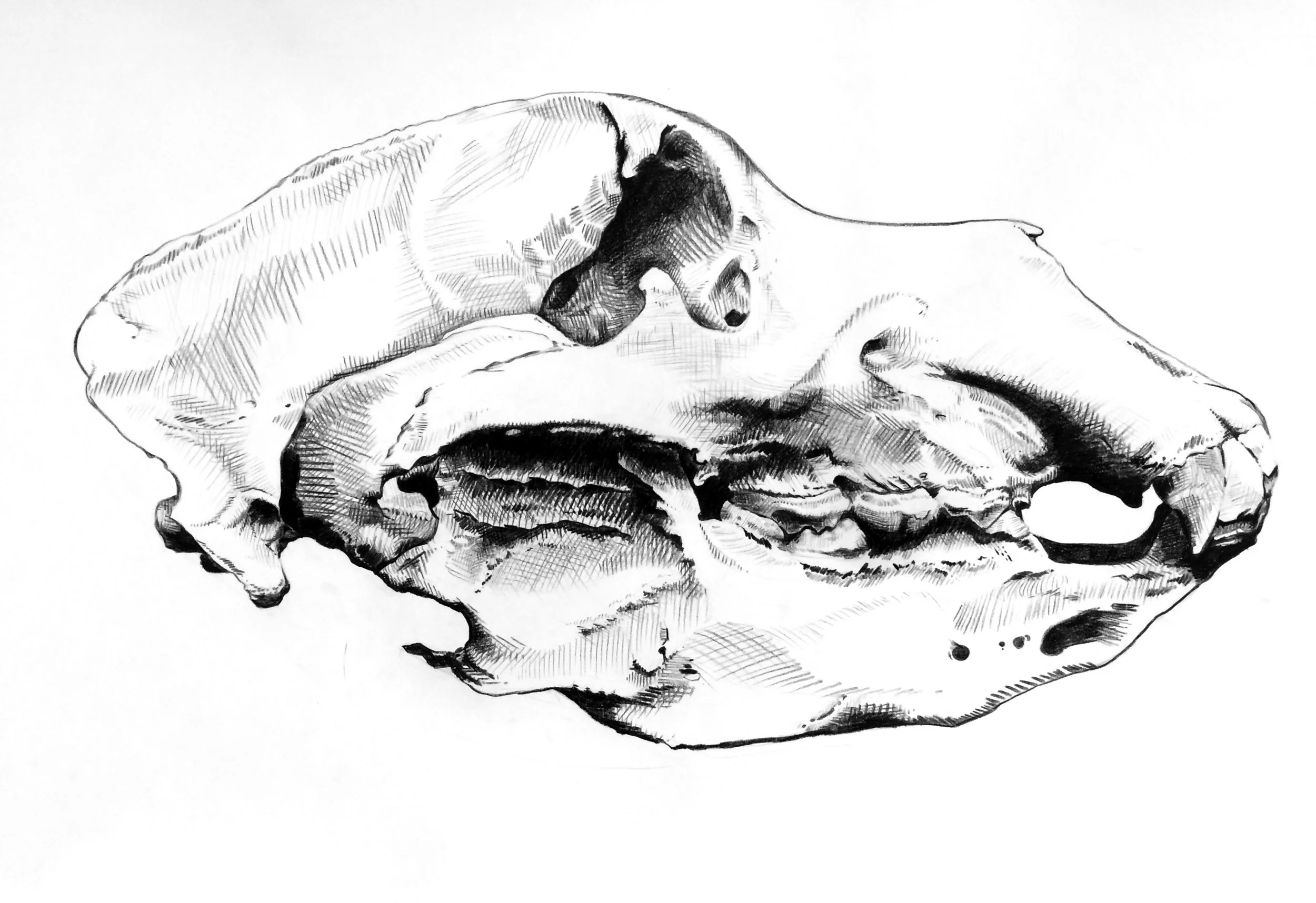 California Grizzly Bear Skull, Extinct 1924 Grease pencil drawing on paper 24" x 36" 2017