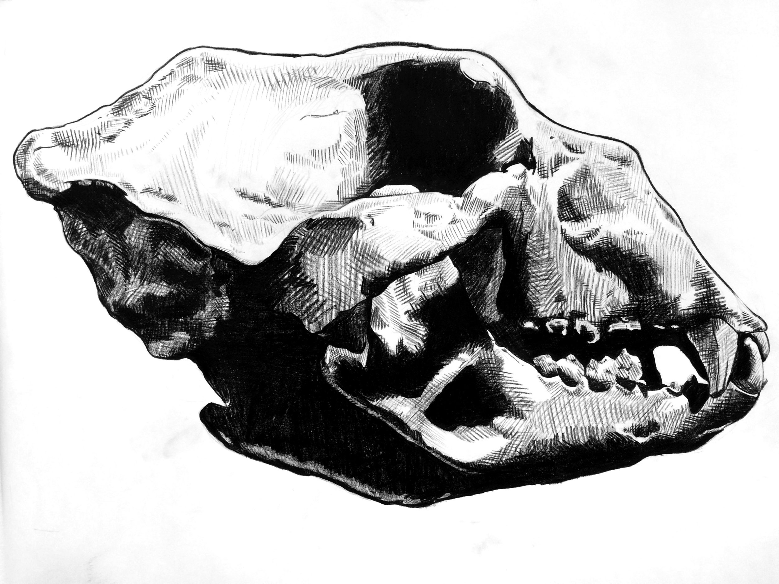 Giant Short-Faced Bear Skull, Extinct 9,000BC Grease pencil drawing on paper 24" x 36" 2017