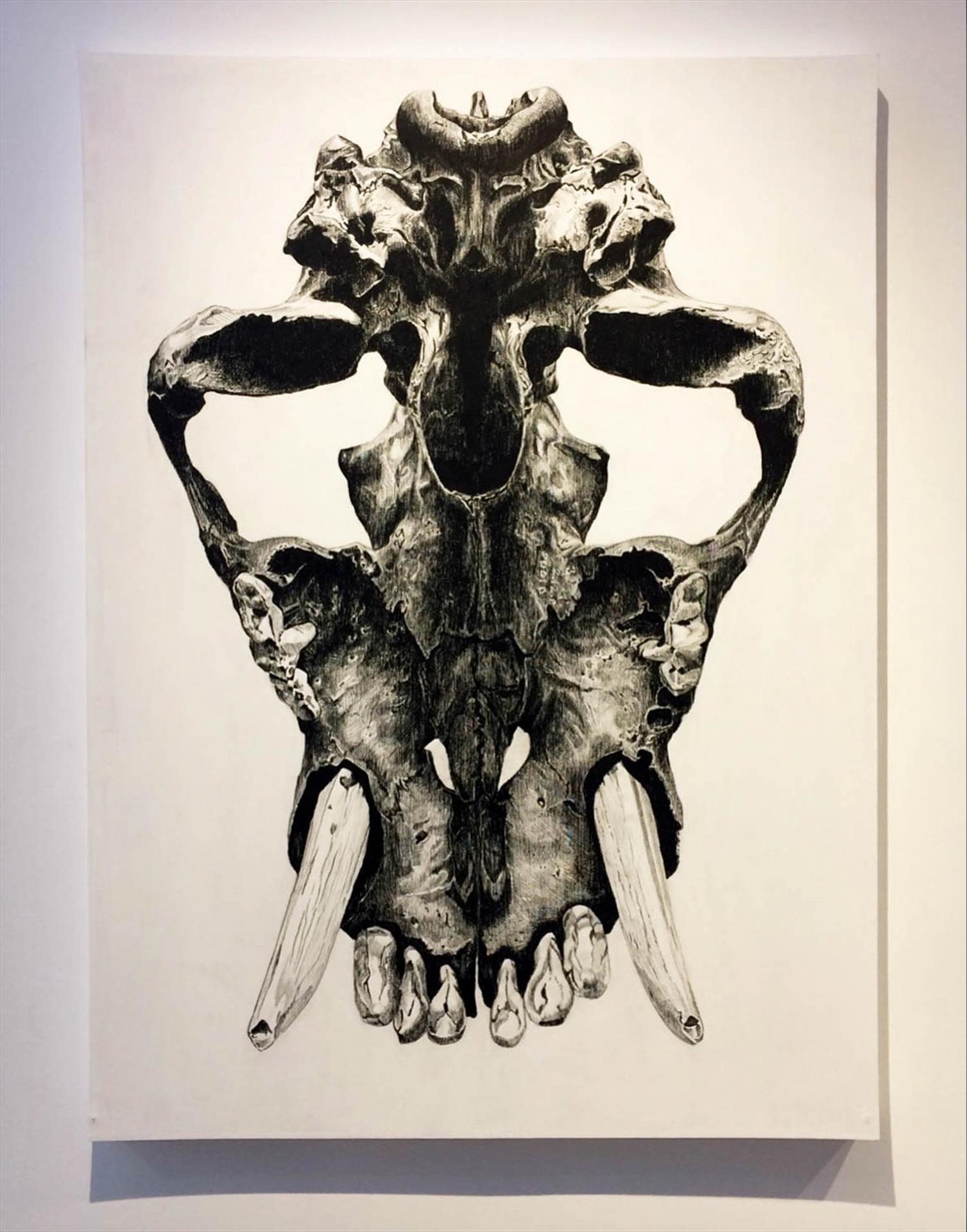 Juvenile Sabertooth Cat Skull, Extinct 9,000BC Grease pencil drawing on panel 36" x 48" 2017