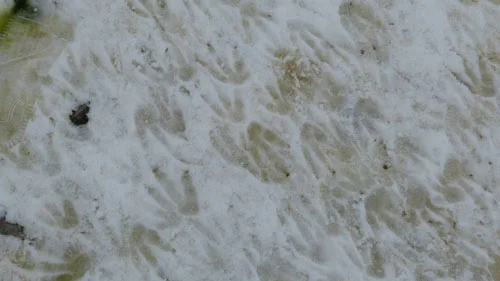 penguinpoop.jpg