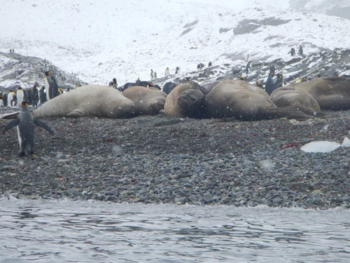 smellyseals.jpg