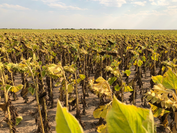 cornfield.png