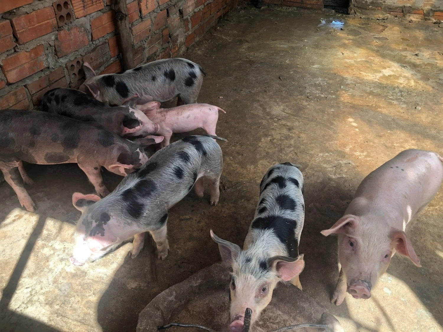 piglets.jpeg