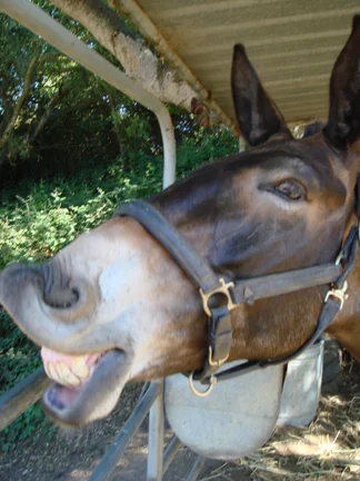 General Tobe the Mule