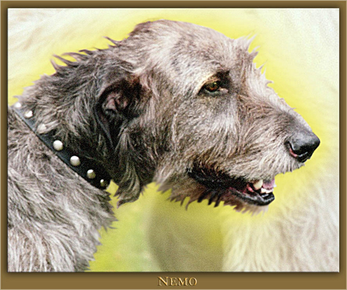 Irish Wolfhounds Paw by lifebringerink on DeviantArt