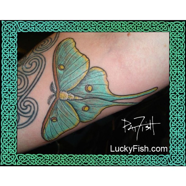 Tattoo uploaded by Lis  LunaMoth moth insect luna moon  Tattoodo