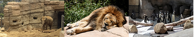 animals at the SB Zoo