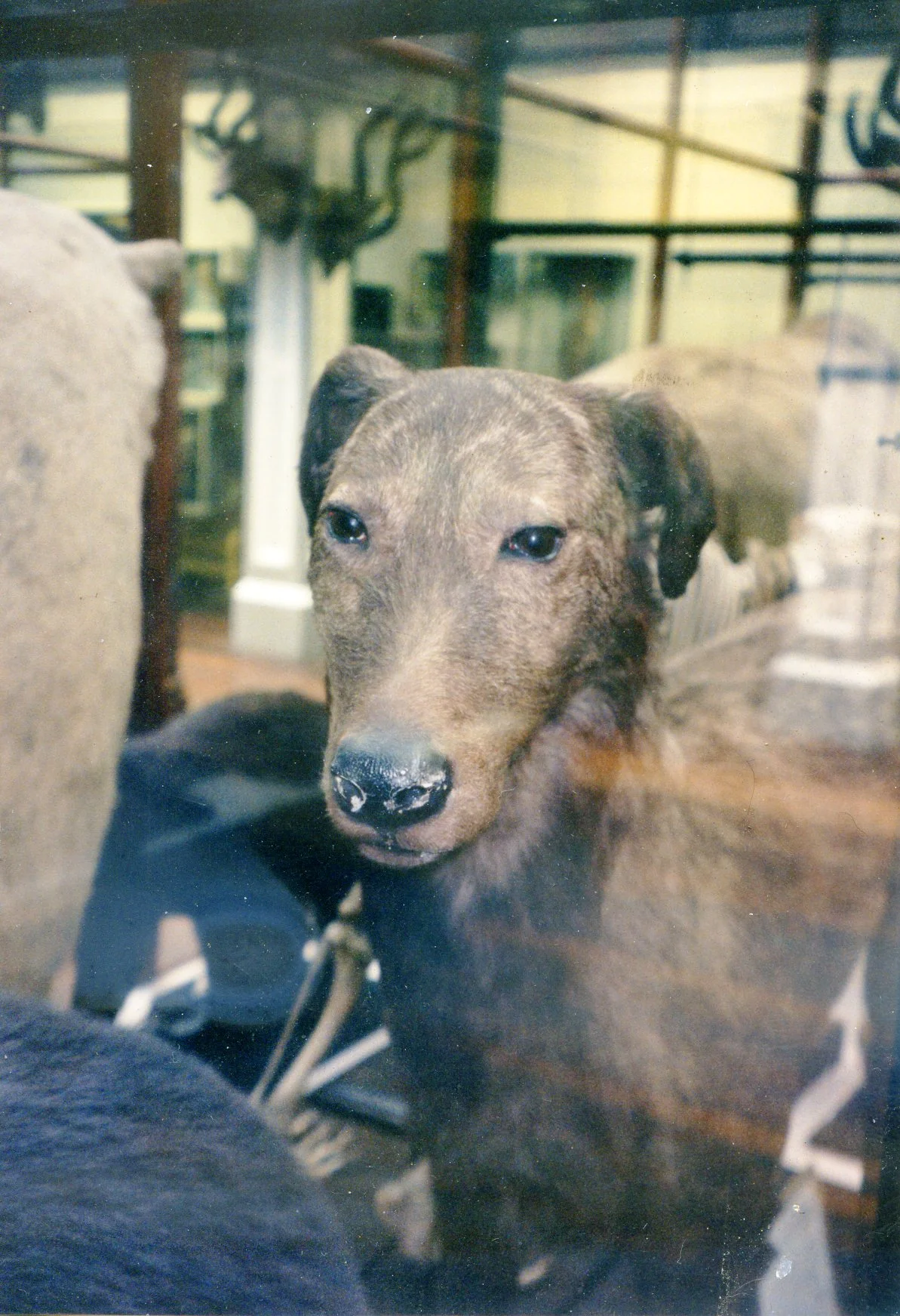 1998 IW head Dublin museum .jpg