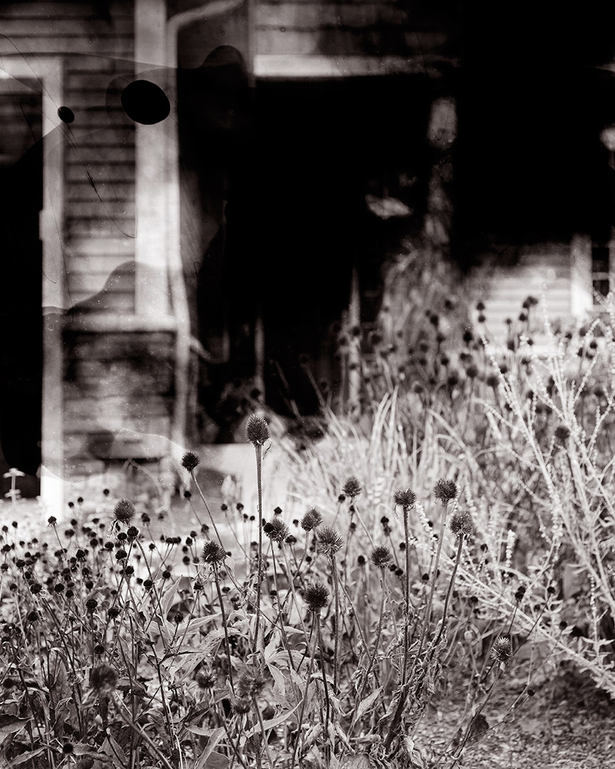 Untitled (black-eyed susans)