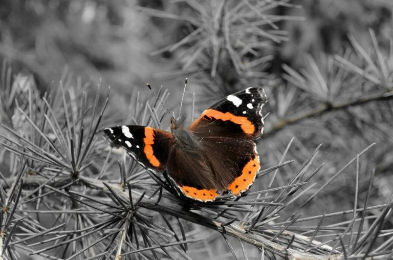 Let Go and Grow with Transformational Coaching. Sometimes we all need some loving guidance and accountability to heal and move towards our full potential. Michelle uses very simple tools: EMPTY, FILL, BALANCE and LIVE . Michelle has helped people from all walks of life - from stay-at-home moms and teenage girls, to Hollywood professionals, war veterans and executives - heal from a variety of emotional and/or spiritual traumas, learn to love themselves and get more of what they want from life - in an authentic way.