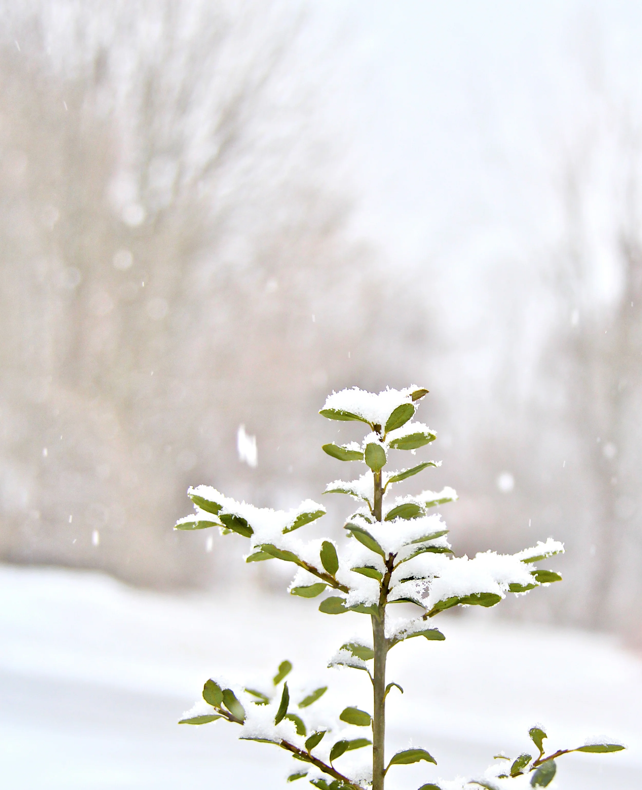 day 39 snowflakes that fall IMG_3065A.jpg