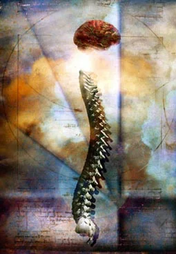 spine.jpg