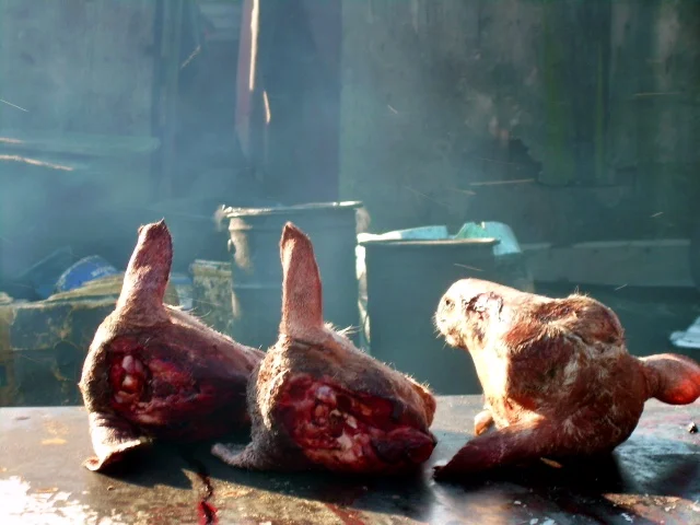 More goat heads before they are cooked.
