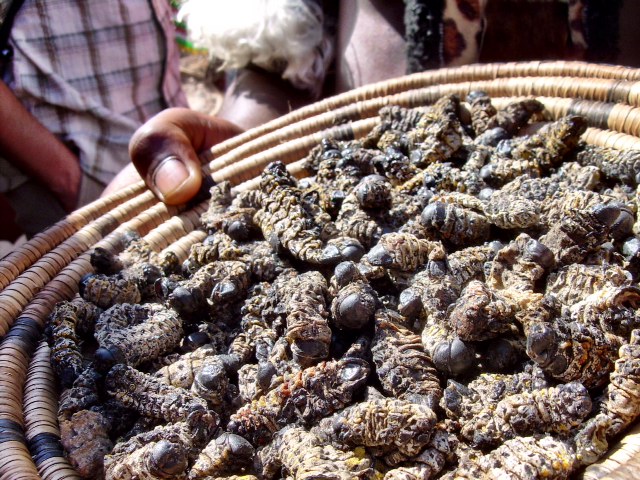 Delicacy fried worms.