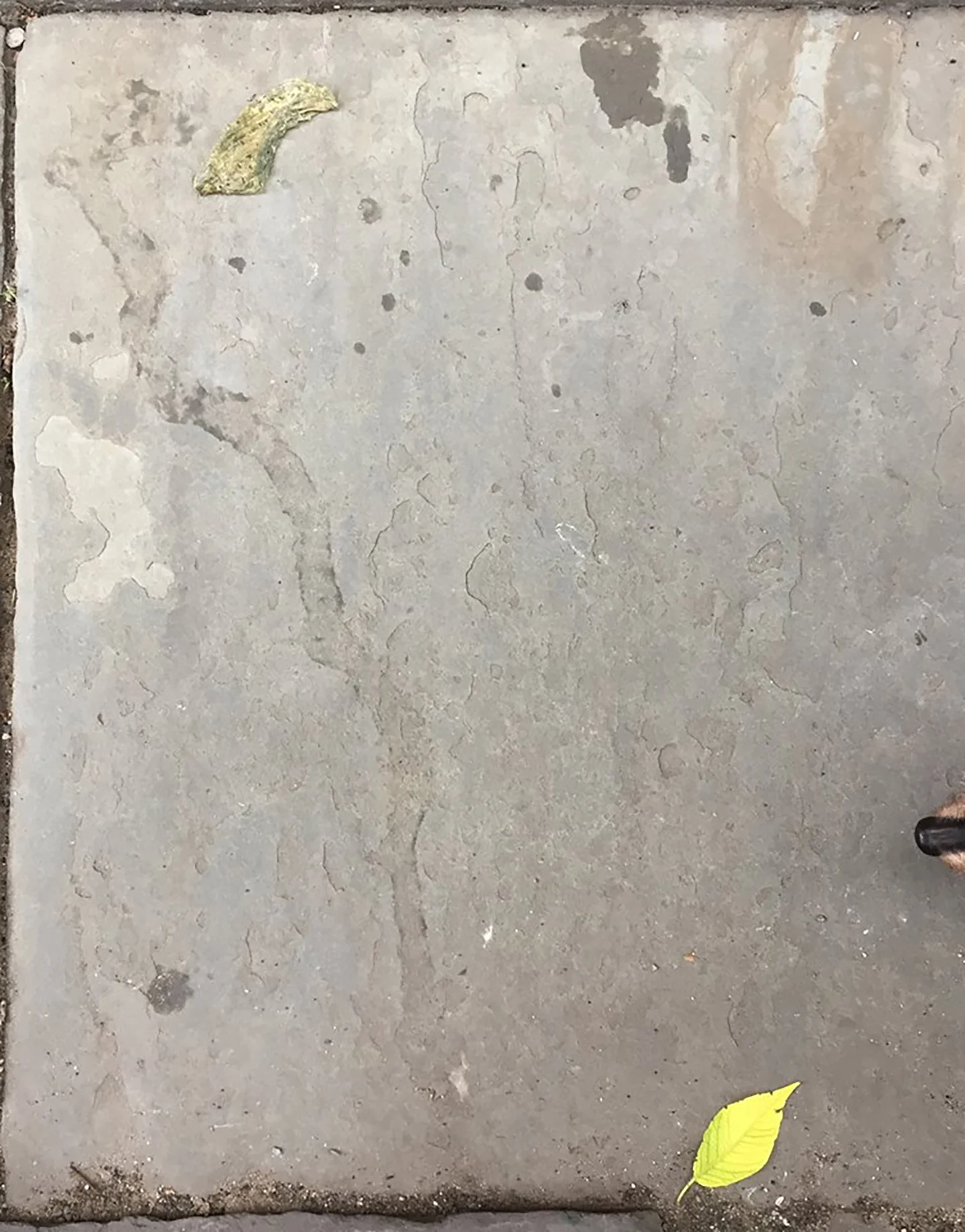 Find the dog.