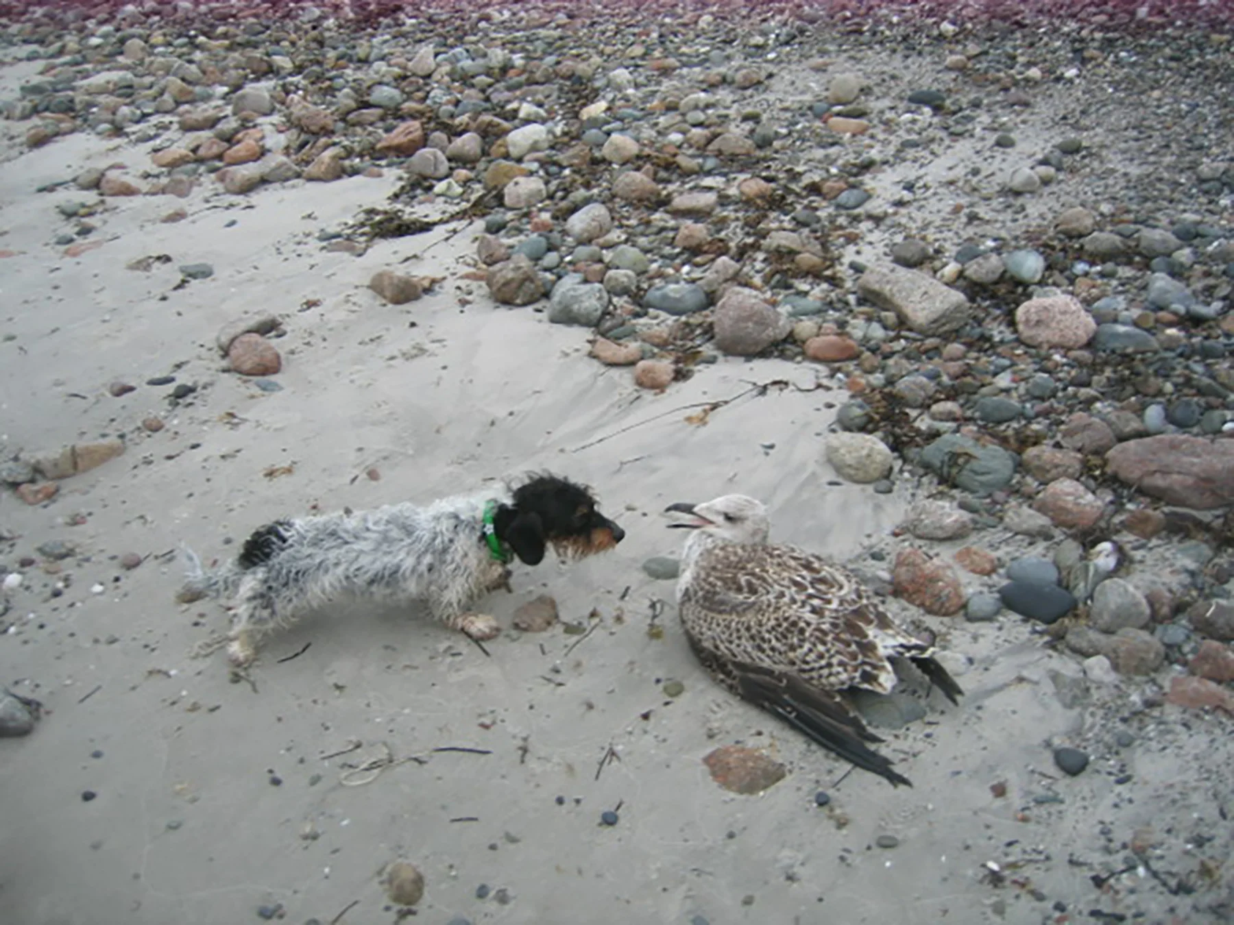 Mabel & Seagull Baby.jpg